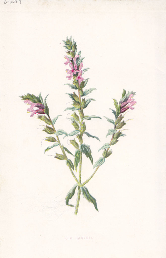 FLOWERS. Red Bartsia c1895 old antique vintage print picture